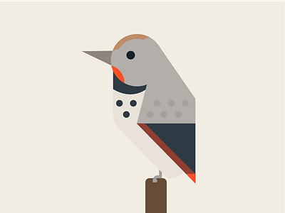Northern Flicker bird flat geometric illustration oregon portland woodpecker