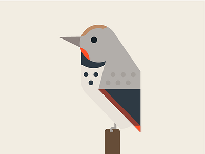 Northern Flicker