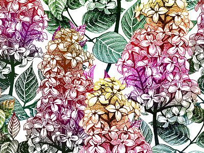 Multicolored lilacs. Vector illustration botanical colorful flora flowers lilac multicolored spring