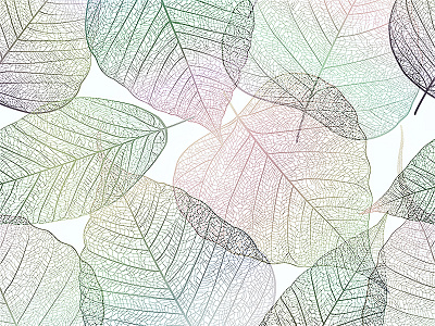 Skeletoned leaves. Vector illustration.