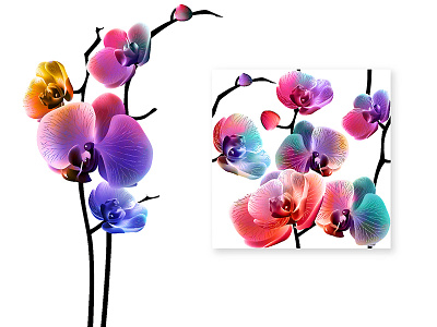 Multicolored orchid flowers