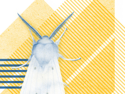 Daniel Blue Concert Poster illustration moth motopony poster screenprint seattle