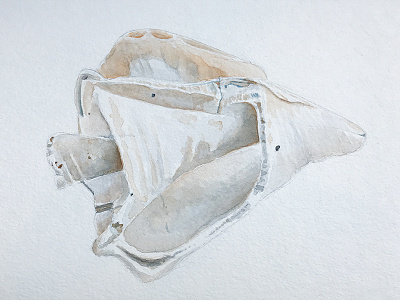 Shell Sketch (Watercolor)