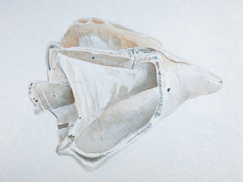 Shell Sketch (Watercolor) watercolor sketch illustration
