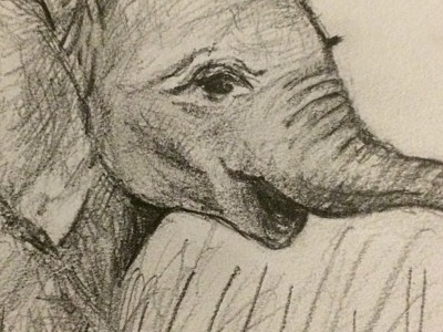 First Post: Elephant in the room drawing elephant pencil sketch