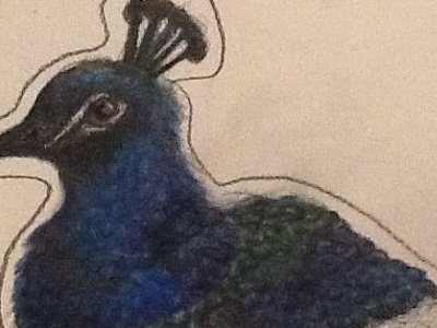 Prismacolor peacock color drawing peacock