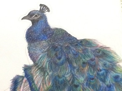 Prismacolor peacock pt 2 color drawing peacock