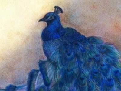 Prismacolor peacock pt 3 color drawing peacock water color