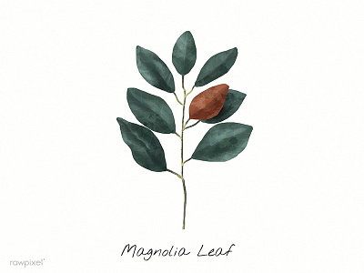 Magnolia Leaf green illustration leaf magnolia magnolia leaf paint