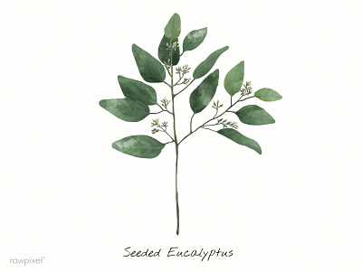 Artificial Eucalyptus artificial eucalyptus green illustration leaf painting watercolour