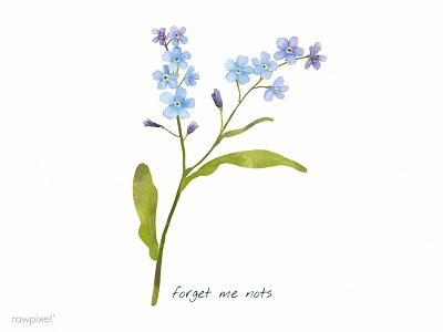 Forget Me Not floral flower forget me not illustration nature paint painting watercolor