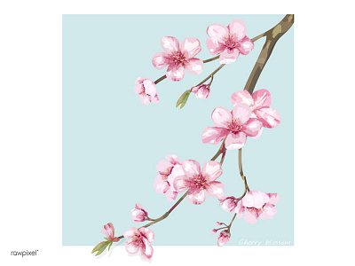 Sakura blossom cherry blossom digital painting flower illustration japanese sakura