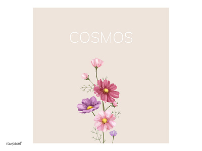 Cosmos bloom cosmos digital painting floral flower arrangement flowers illustration