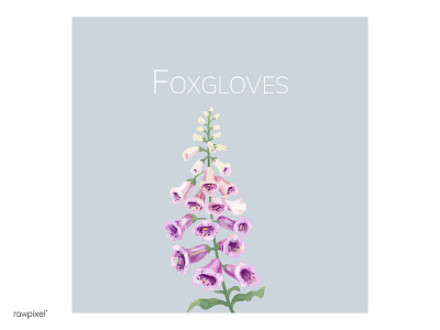 Foxgloves blossom botanical decoration digital painting floral foxgloves illustration