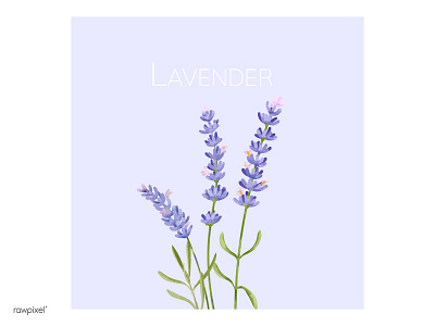Lavender flowers illustration lavender plants postcard purple