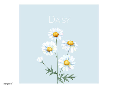 Daisy daisy decoration flower illustration plant wallpaper watercolour