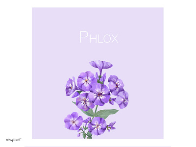 Phlox decoration flower illustration phlox plant wallpaper watercolour