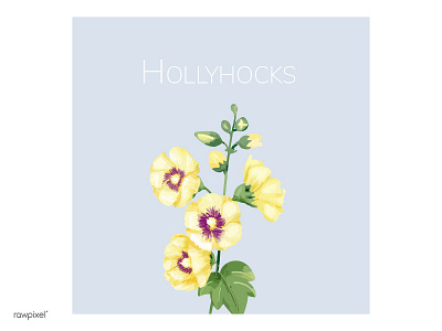 Hollyhocks decoration flower hollyhocks illustration plant wallpaper watercolour yellow
