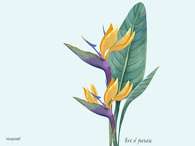 Bird Of Paradise bird of paradise floral illustration plants tropical