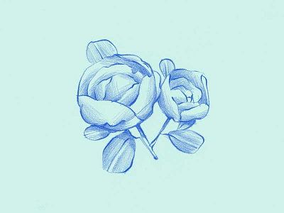 Roses colored pencil drawing dreamy feminine floral flowers illustration leaves mint roses