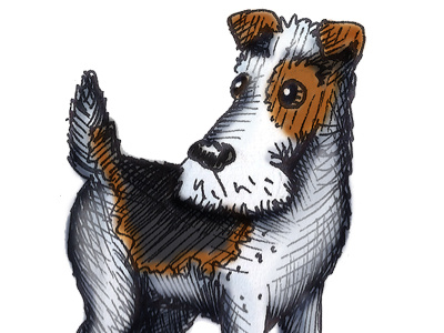 Dog Project: Wired Haired Terrier dog dogs hannah tuohy illustration pen and ink scruffy spot terrier
