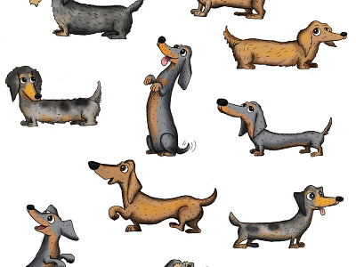 Dachshund Study dachshund dog dogs draw more 2013 hannah tuohy illustration puppy