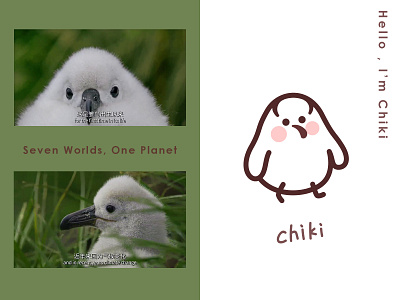 chiki birds character design chick illustration