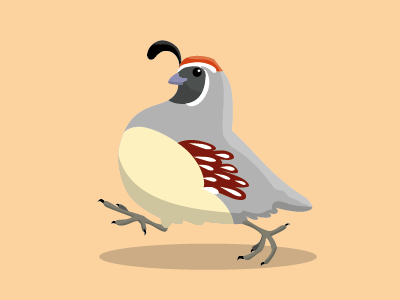Zolin Mascot animals birds illustration quail vector art wildlife