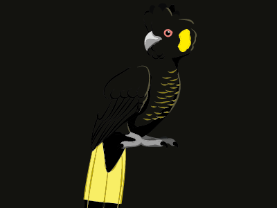 ellow-tailed black cockatoo