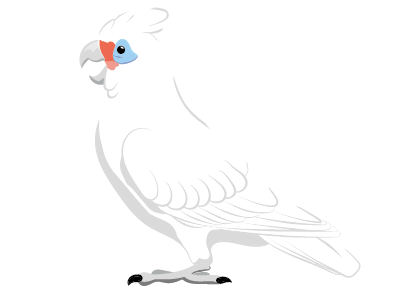 Little corella animals birds cockatoo illustration parrot vector art wildlife