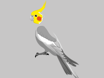 Cockatiel