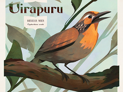 Birds — Uirapuru bird birds brazil drawing illustration painting poster vintage