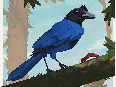 Birds — Azure Jay bird birds brazil drawing illustration painting poster vintage