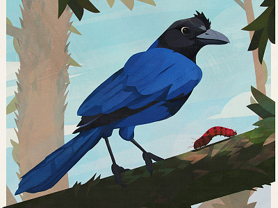 Birds — Azure Jay