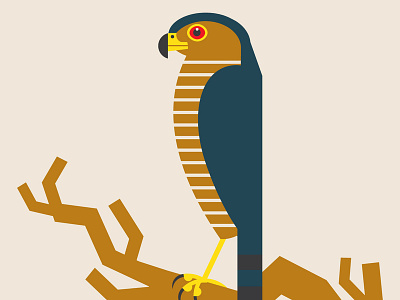 Sharp-shinned Hawk accipiter bird bird illustration hawk illustrator nature raptor sharpshinnedhawk vector wildlife wip