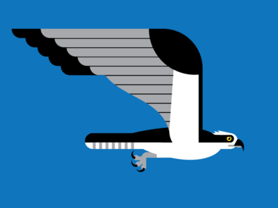 Osprey bird bird illustration hawk illustration illustrator nature osprey raptor seahawk vector wildlife wip