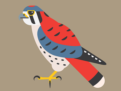 American Kestrel americankestrel bird bird illustration falcon hawk hawkseason illustration illustrator kestrel nature raptor sparrowhawk vector wildlife wip