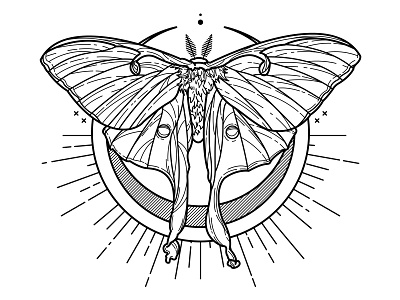 Luna Moth. blackwork bug illustration linework luna moth moon moth night spooky