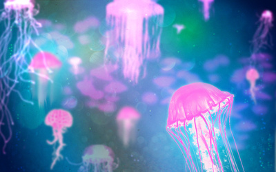 Jellyfish comp wallpaper