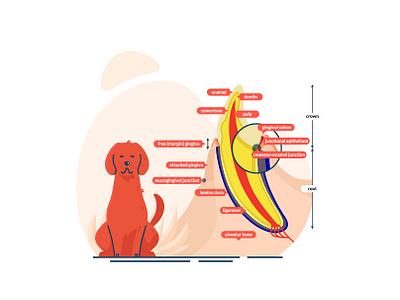 dog tooth anatomy anatomy design dog dribbble graphic illustration infographic tooth vector