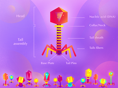 Structure of Bacteriophage bacteria bacteriophage colorful design eptc geometric illustration medicine science vector virus