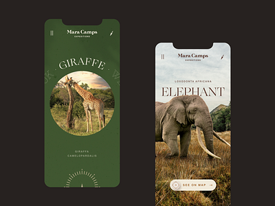 Mara Camp Safari Travel website mobile africa app branding design elephant graphic design icon kenya logo minimal mobile safari slider tours travel typography ui uiux ux website