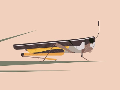 Hello Dribbble! desaturated grass grasshopper harmony illustration illustrations insect insects minimal minimal realism minimalist nature