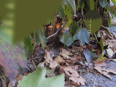 Plant
