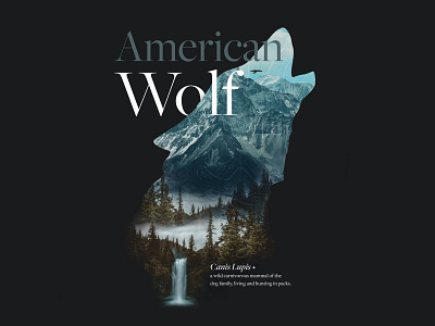 Warmup – Wolf Collage illustration layout photoshop poster