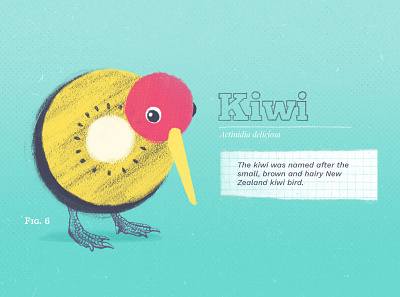 Kiwi collage color colors design drawing graphic illustration kiwi kiwifruit