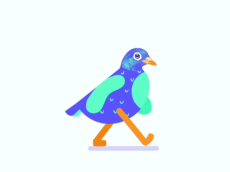 Pidgeon after effects animal animation character color colors design drawing flat graphic illustration modern motion vector