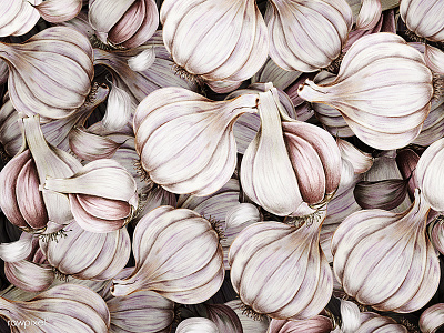 Hand-drawn bundle of garlic