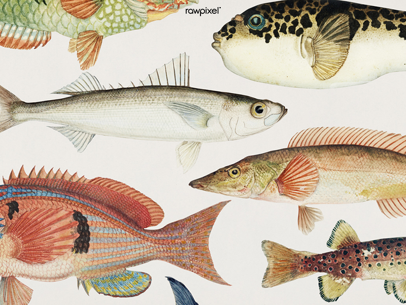 Vintage Fish illustration draw from nature by ALe Ae for rawpixel on ...