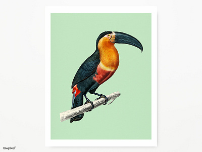 Toucan art bird design illustration poster rawpixel toucan tropical vintage